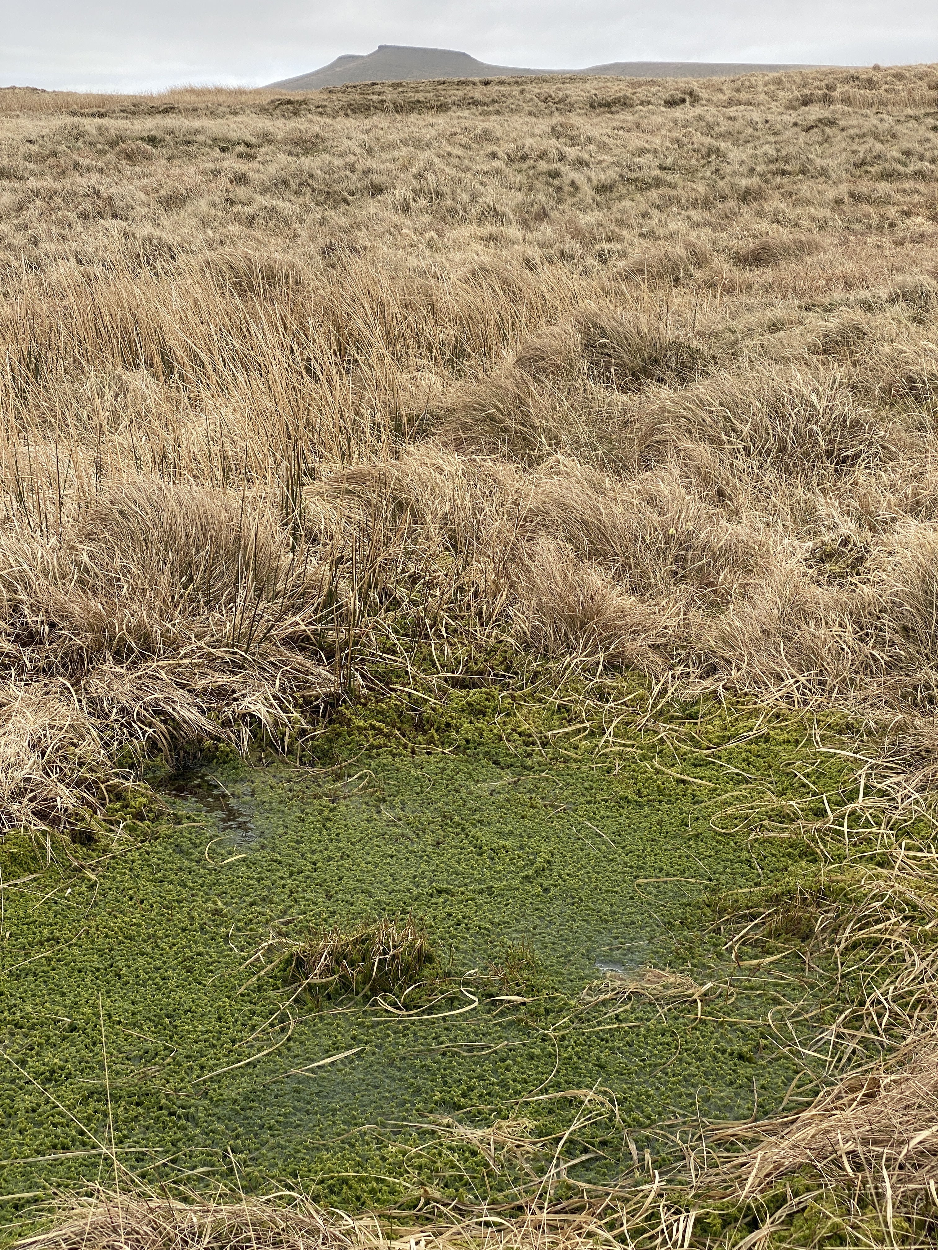 Algal bloom affecting Indian River Lagoon water quality