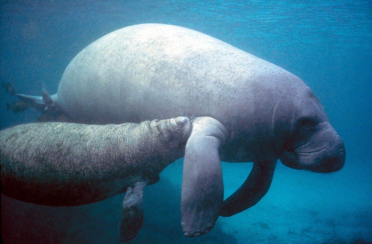 Florida manatee in Treasure Coast waters