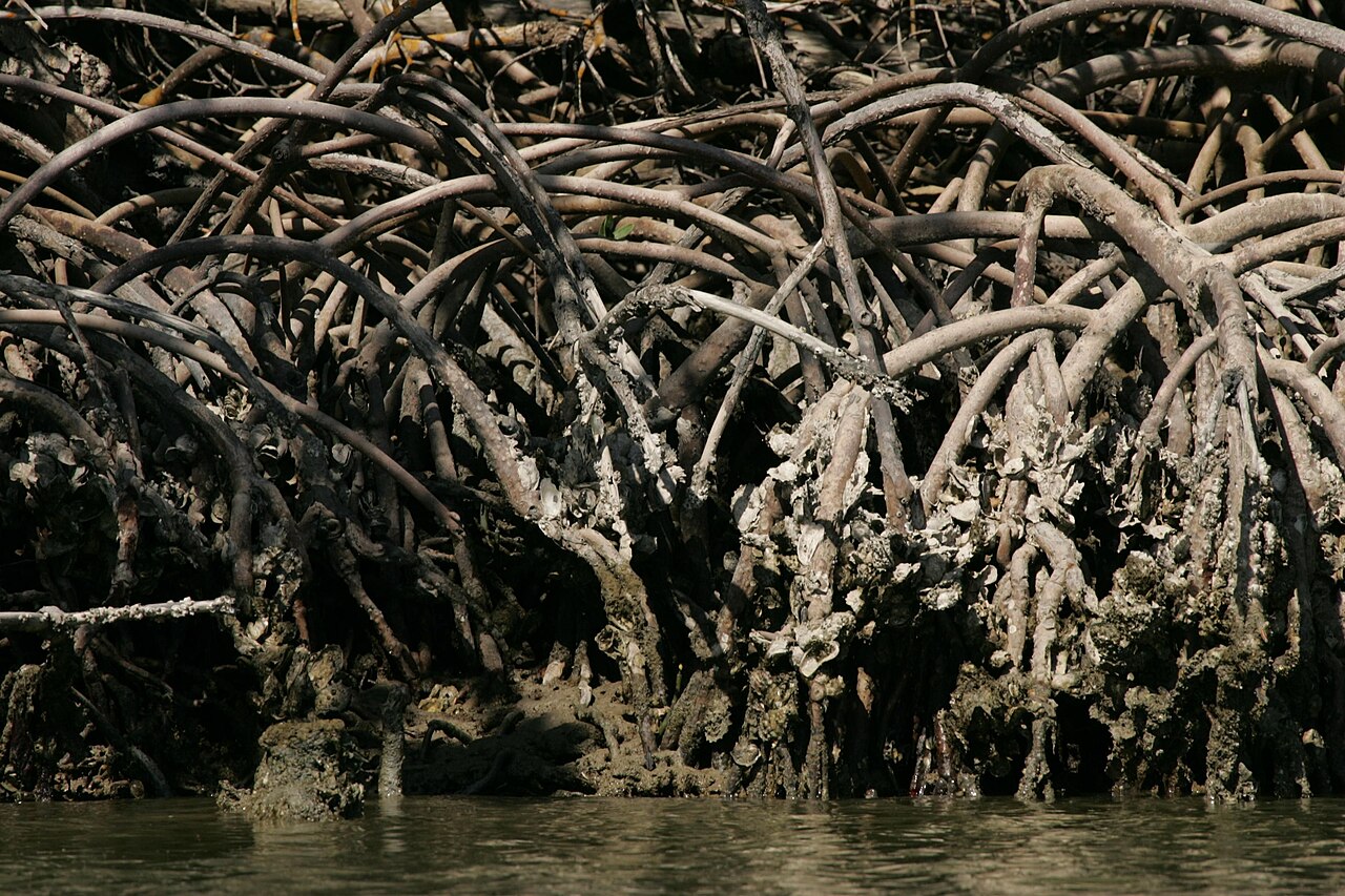 Mangrove forest roots in Florida coastal habitat
