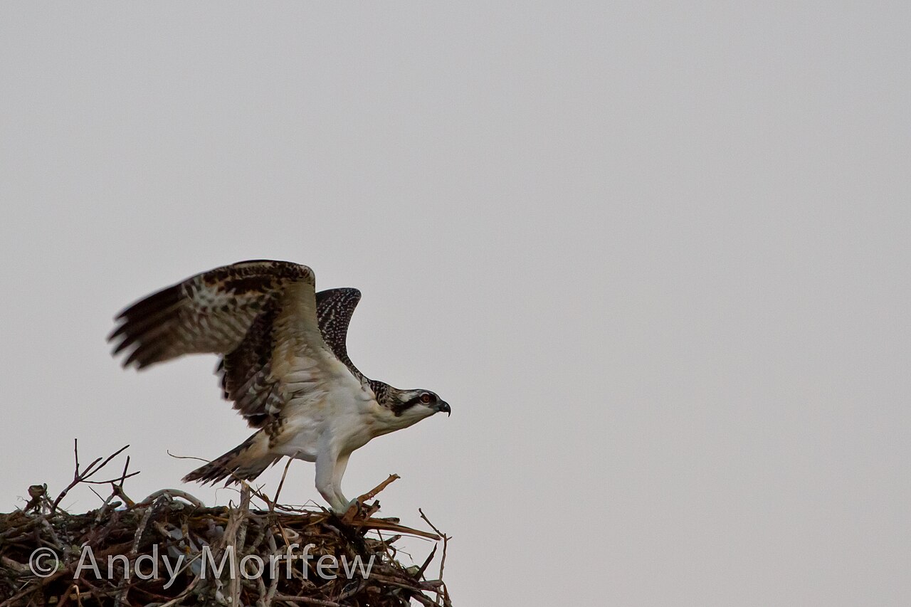 Osprey in flight over Treasure Coast ecosystem