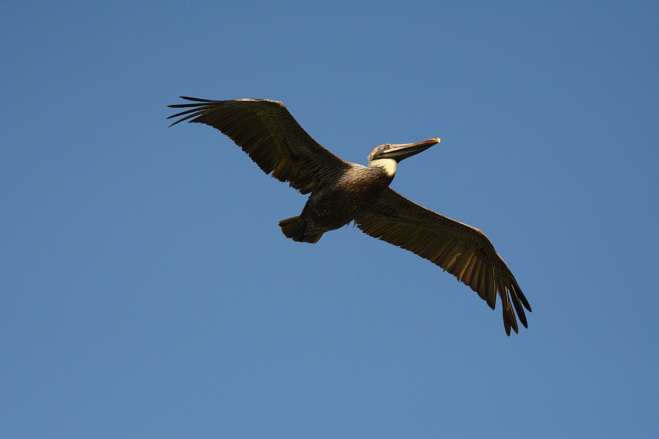 Brown pelican along the Treasure Coast shoreline