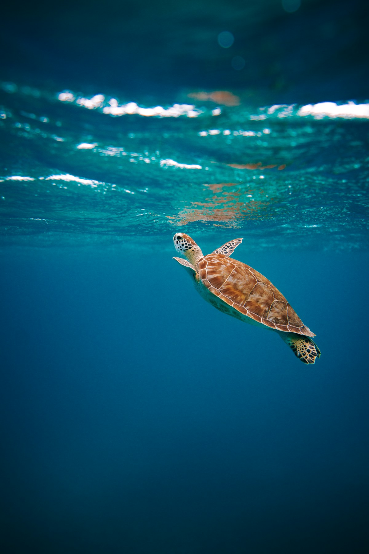 Sea turtle nesting on Treasure Coast Florida beach