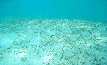 Indian River Lagoon seagrass meadow